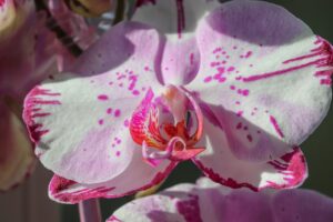 What Is The Best Pot For An Orchid